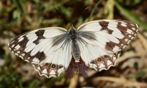 Melanargia lachesis